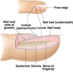 Details of Toe Tissue